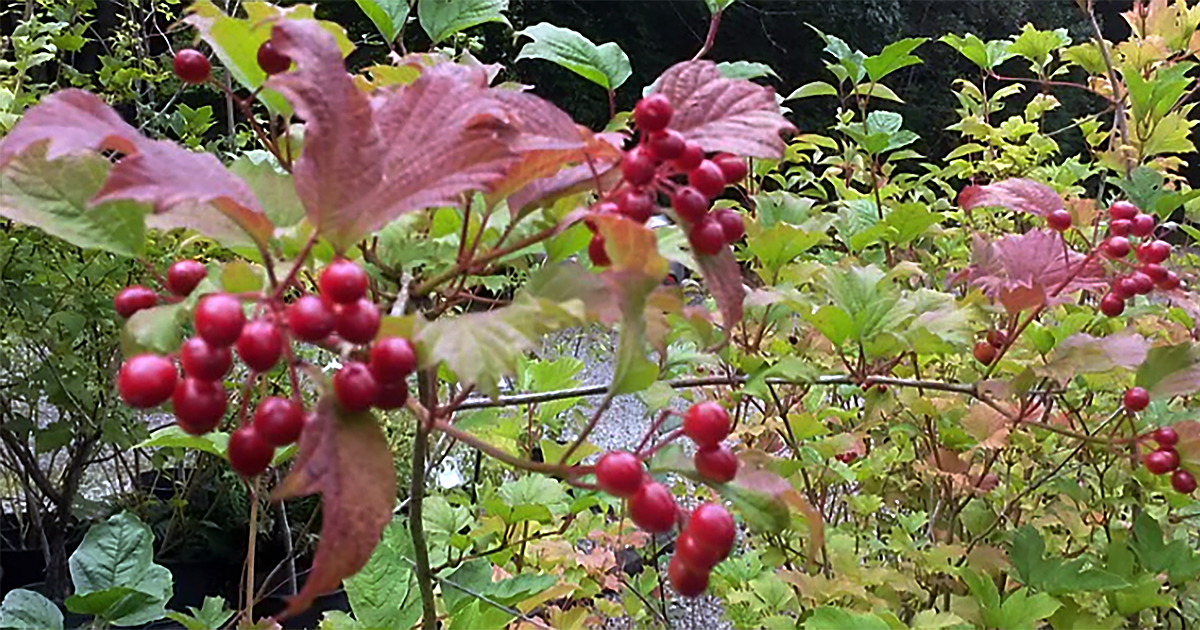 American Cranberry is graceful addition to landscapes | Bonner County ...