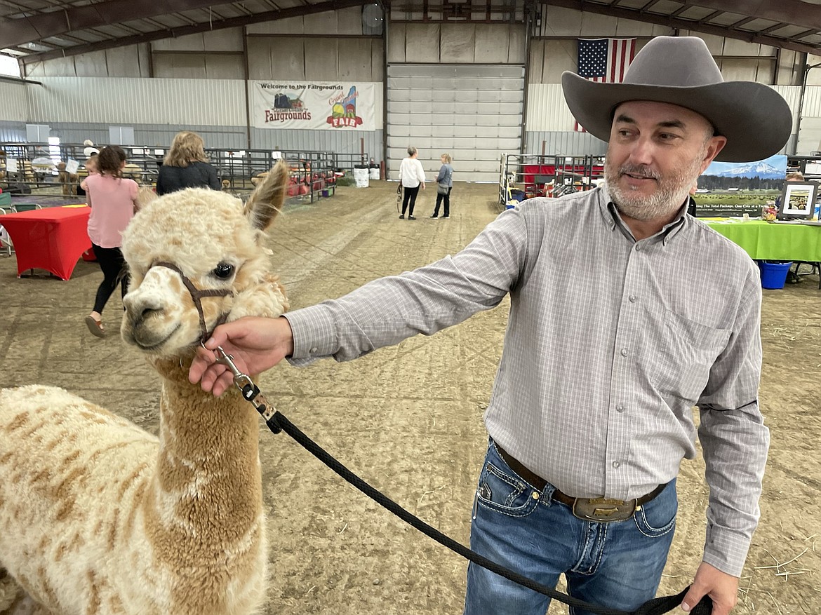 Michael Gomes, who came to AlpacaFest in Moses Lake all the way from Madera, California, shows off Cygnus, his appaloosa alpaca.