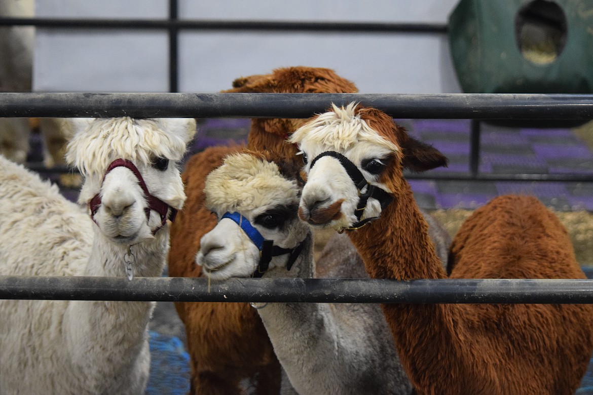 Rescue alpacas peacefully chew on grass hay during AlpacaFest at the Grant County Fairgrounds on Saturday.