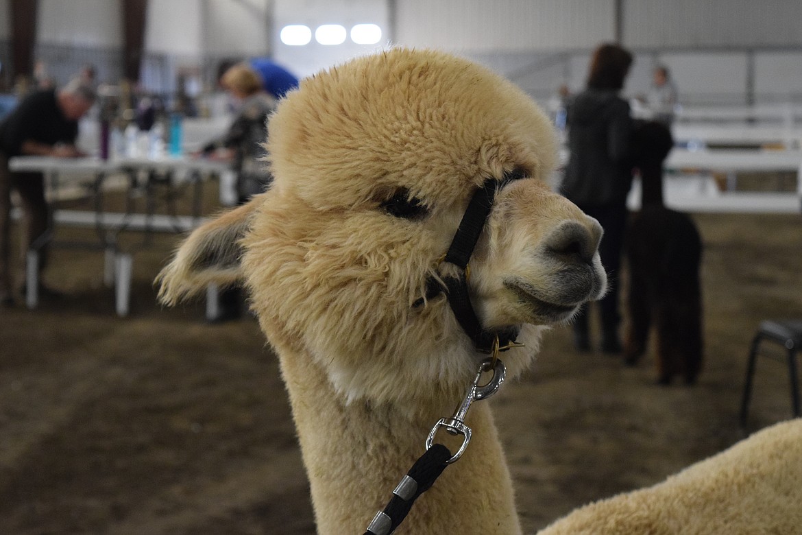An alpaca as it waits to be shown during AlpacaFest on Saturday.