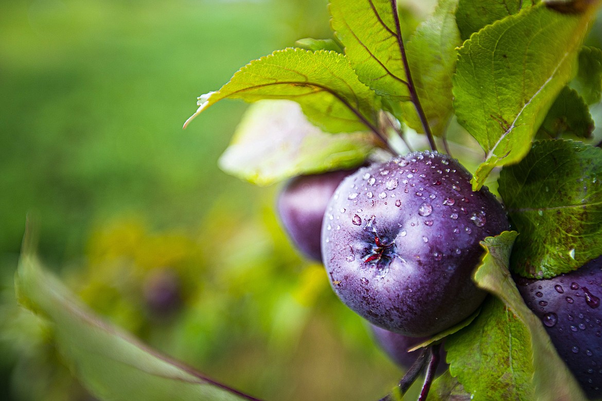 One of the many heirloom apple varieties found at the University of Idaho's Sandpoint Organic Agriculture Center.