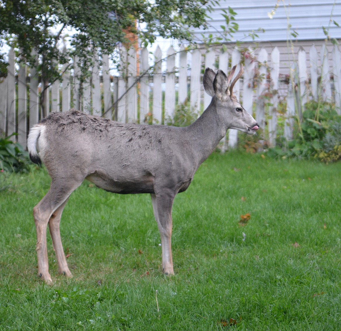 A Polson citizen complained to the Polson City Commission about marauding deer at last week's meeting