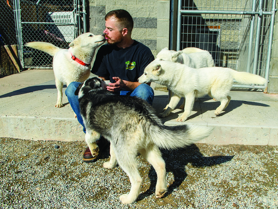 Rob Berryhill, a Flathead County Animal Shelter Keeper, visits with some of the husky-mix pups that were abandoned up the Hungry Horse Reservoir last month. (Chris Peterson photo)