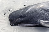 477 whales die in 'heartbreaking' New Zealand strandings