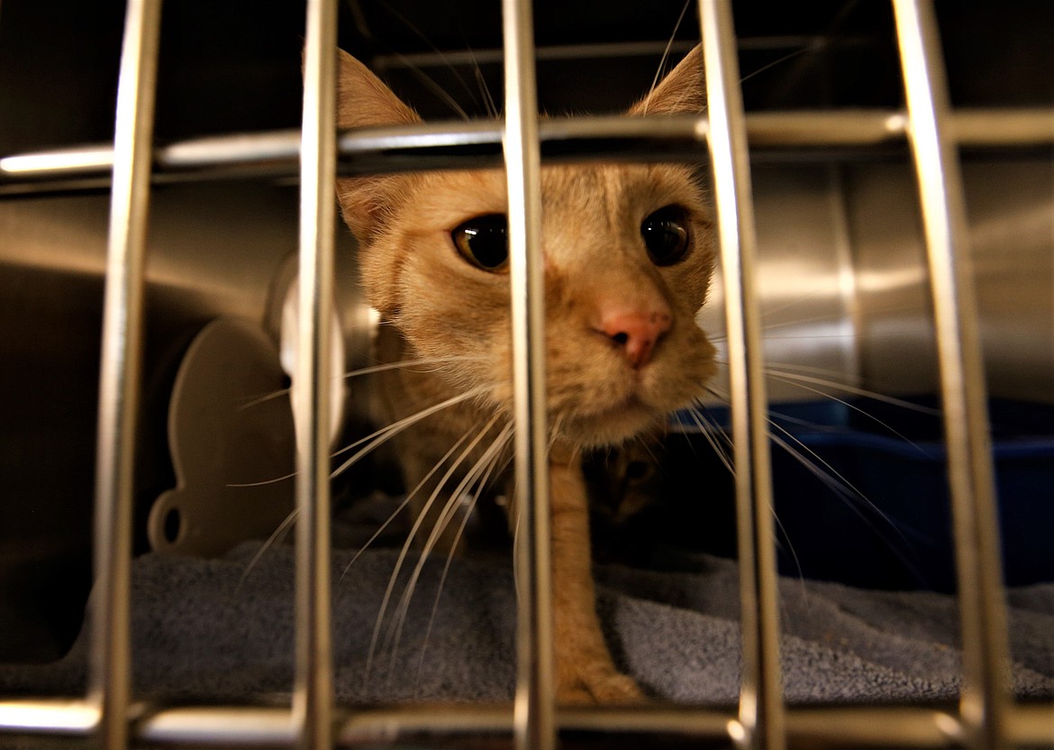 A cat seized from a Coeur d'Alene home Tuesday night looks from its kennel at the Kootenai Humane Society on Wedndesday.