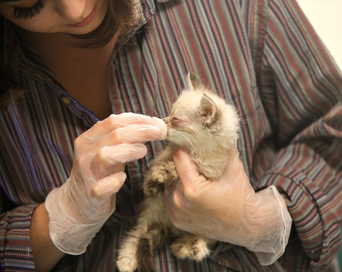 Lauren Moreno cares for one of the kittens on Wednesday that was brought to the Kootenai Humane Society after it was taken from a Coeur d'Alene apartment Tuesday night.