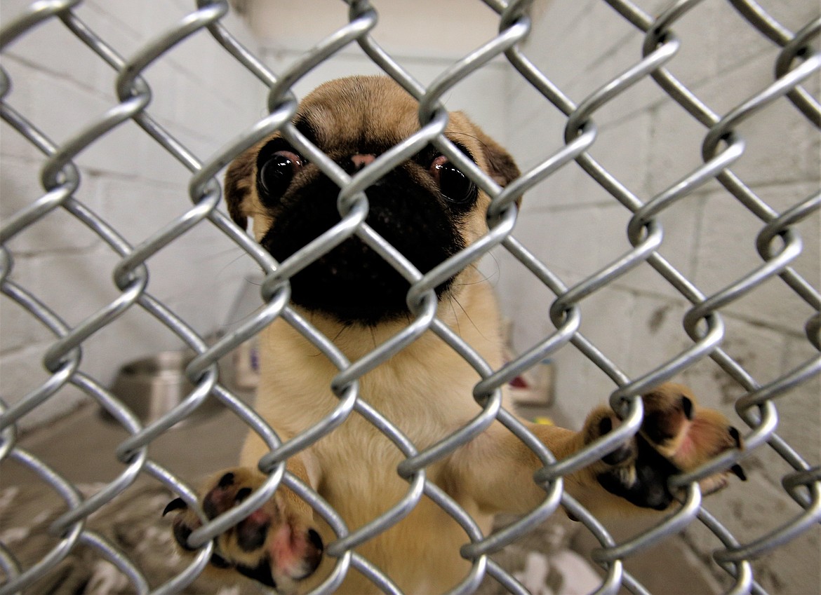 A Pug taken by police from a Coeur d'Alene apartment Tuesday night and brought to the Kootenai Humane Society peers out from its kennel on Wednesday.