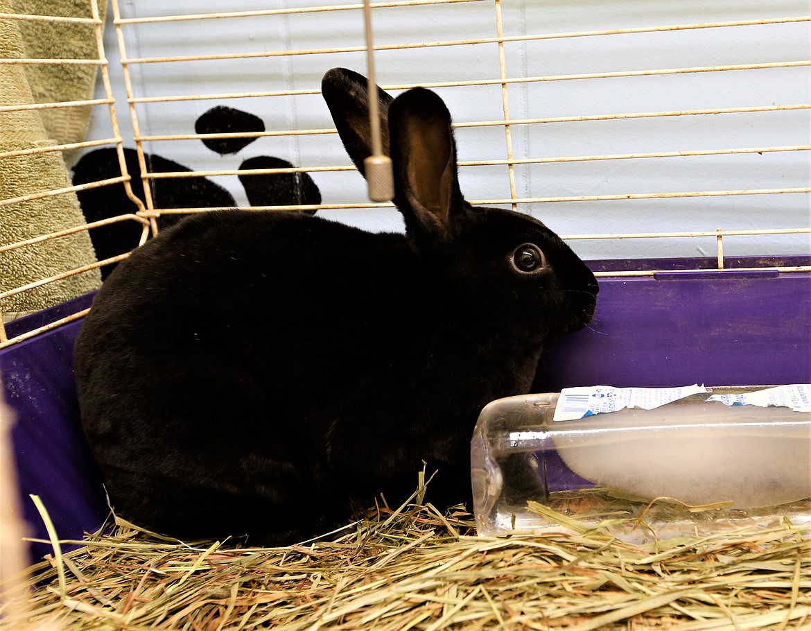 A rabbit taken from a Coeur d'Alene home Tuesday rests in a cage at the Kootenai Humane Society on Wednesday.