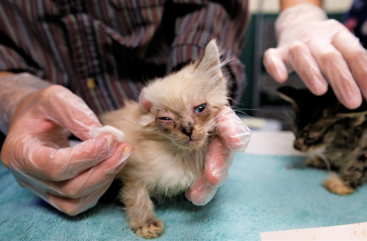 Lauren Moreno cleans the eyes of a kitten at the Kootenai Humane Society on Wednesday.