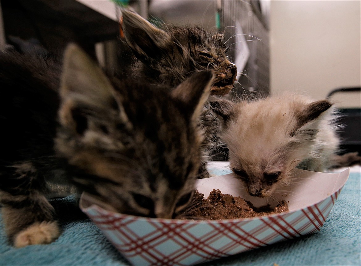 Three kittens taken from a Coeur d'Alene apartment share a container of food Wednesday at the Kootenai Humane Society.