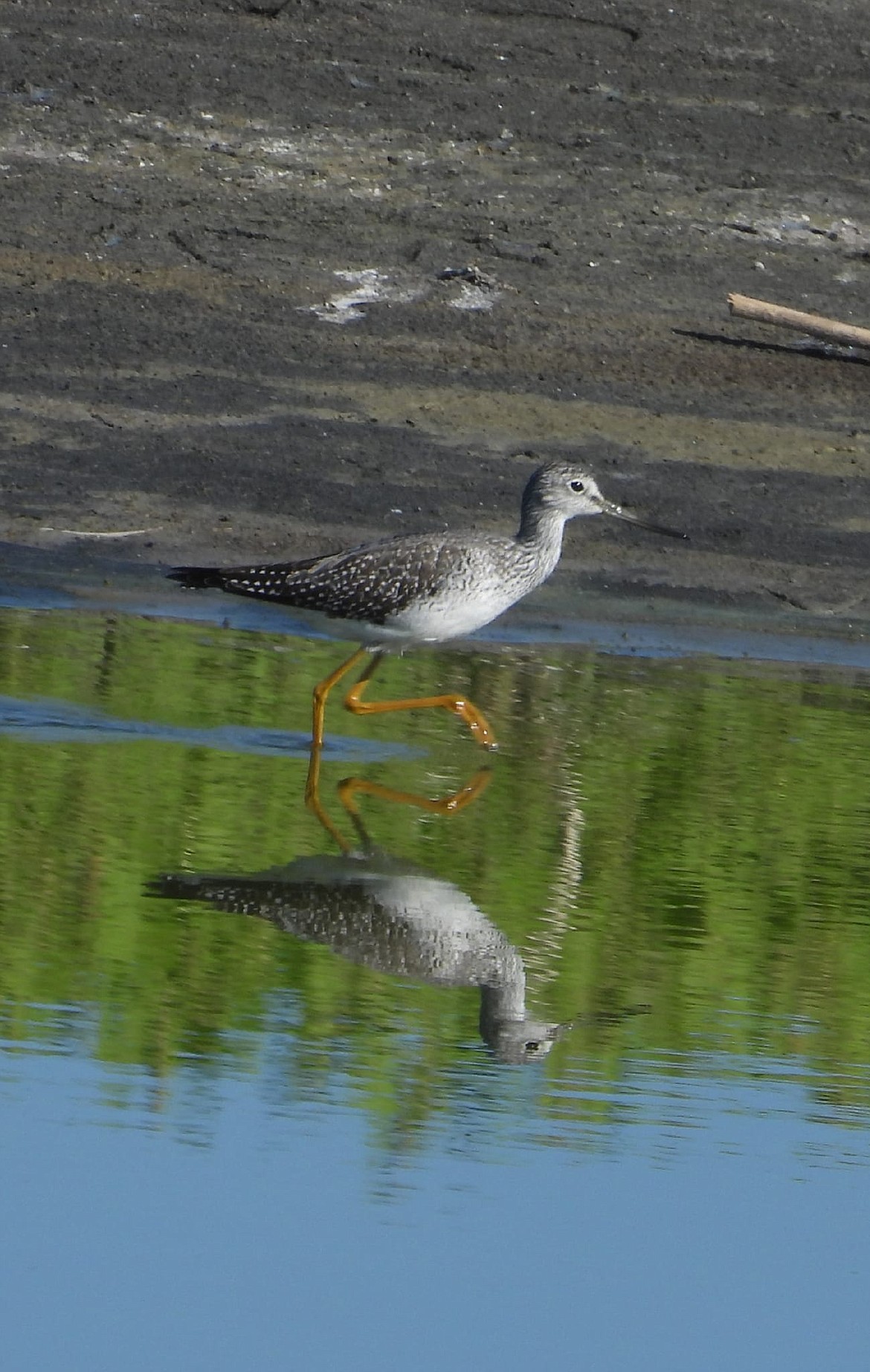 A greater yellowlegs is reflected in the water on the North Potholes Reserve Sept. 24.