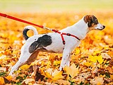 Should you keep dogs away from acorns?