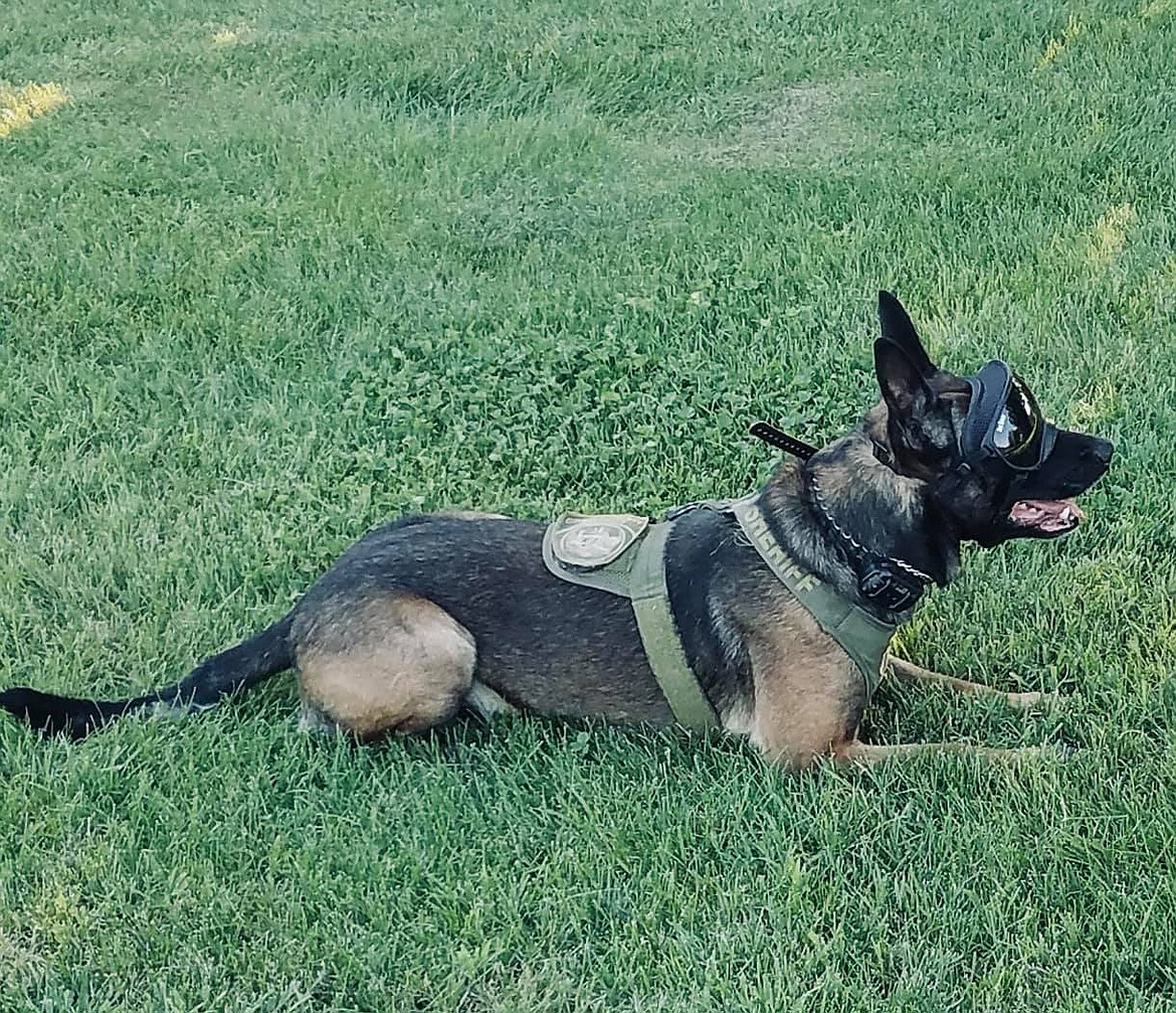 K9 officer Edo, pictured here modeling eye protection for K9 officers in 2020, and his handler Deputy Tyson Voss were instrumental in the arrest of a second suspect - Carlos Silva, 26, of Moses Lake - in a burglary case associated with a Thursday morning break in.