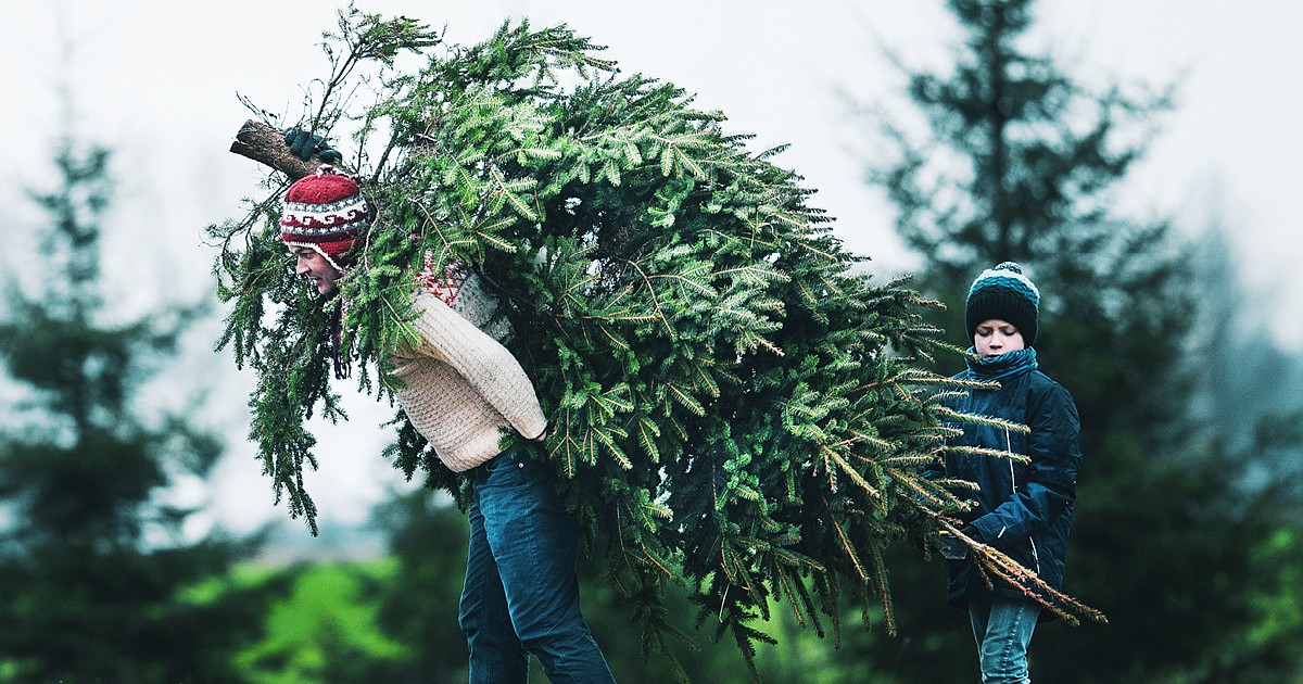 Christmas tree permits available online Bonners Ferry Herald