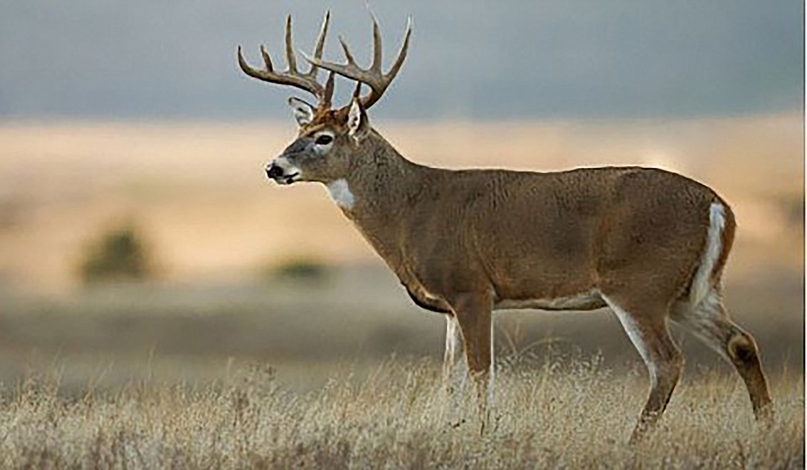 A white-tailed deer in Idaho.