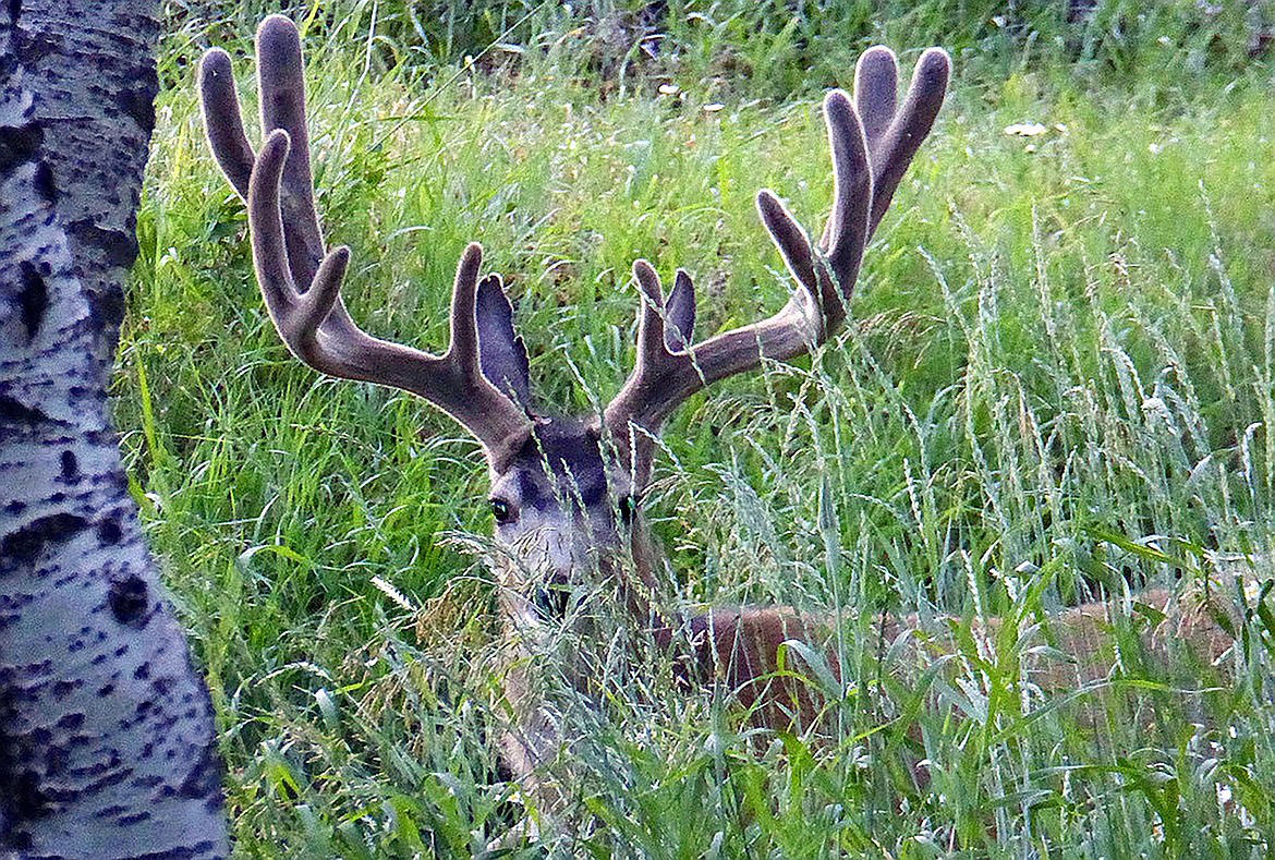 A mule deer in the McCall subregion.