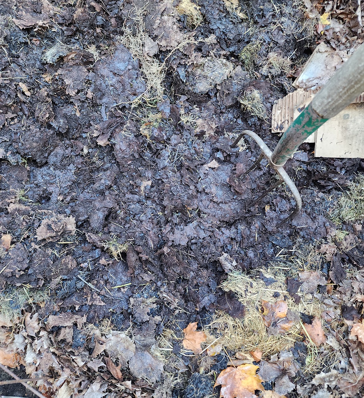 Decomposed leaves, known as leaf mold can be used as a soil conditioner or as a mulching material.