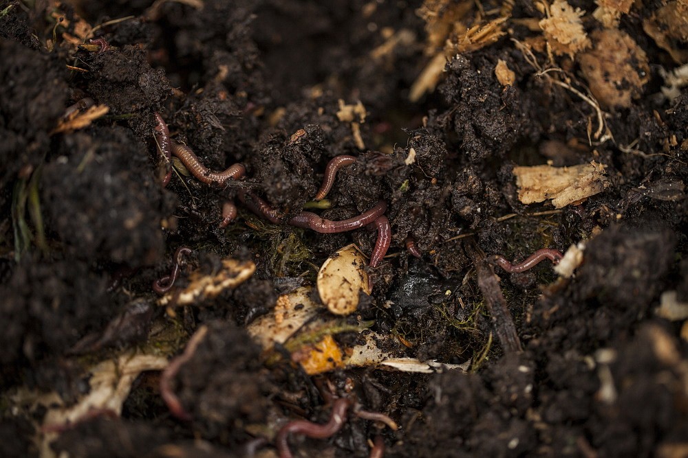 Healthy soil is teeming with life from earthworms to beneficial fungi. These organisms’ breakdown organic matter and return nutrients to the soil.