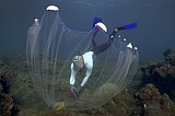 Sparkling fish, murky methods: the global aquarium trade