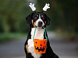 Foods to avoid feeding your pet