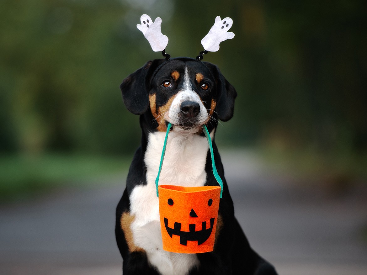 While pets may look cute in a Halloween costume, the candy tradition that goes with the holiday may not be for them.