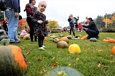 Reagan Duncan of Coeur d'Alene looks around at the free pumpkins offered by the city of Coeur d'Alene on Friday on the lawn fronting the library.