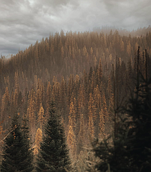 Coeur d'Alene.