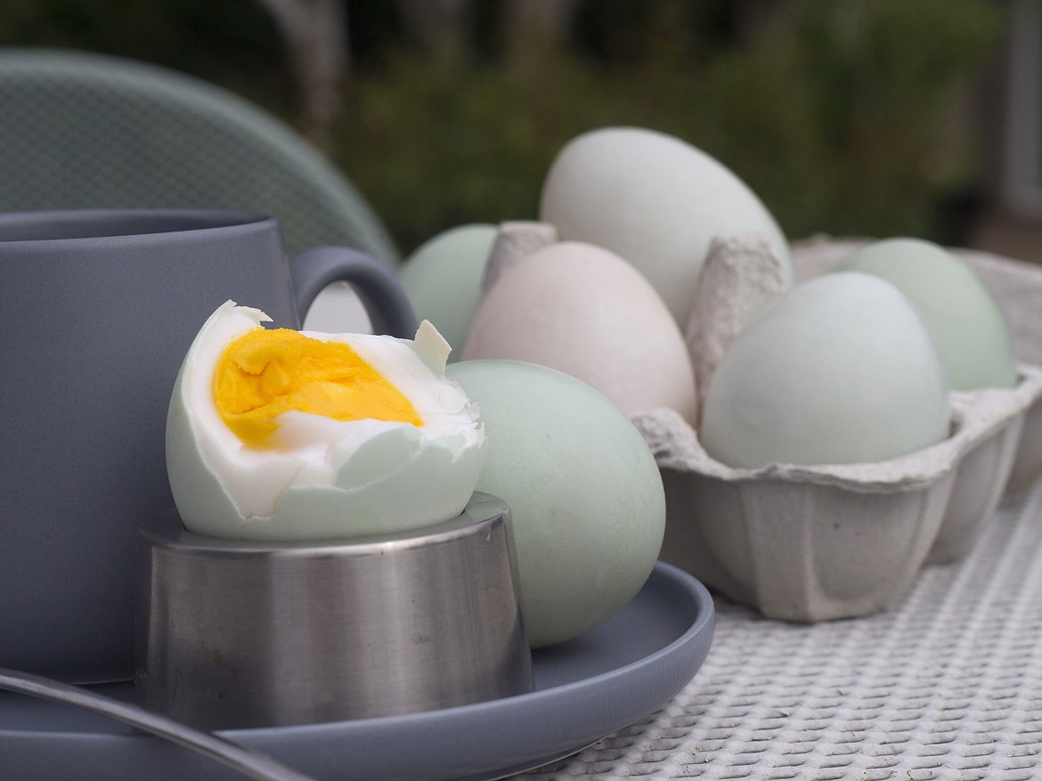 While chicken eggs work well in recipes, the heavier albumen in duck eggs works to make lighter cakes and better meringues.