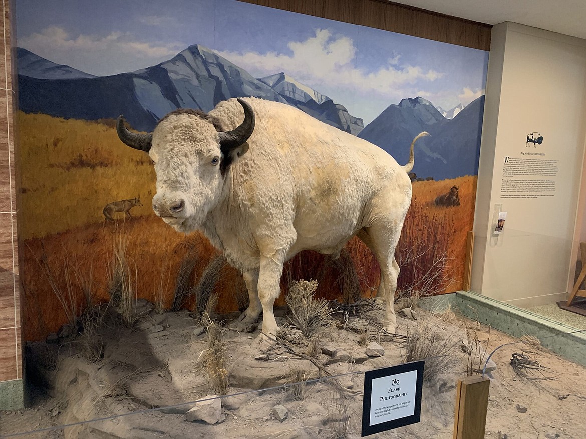 Big Medicine, a sacred white bison, who lived his entire life from 1933 to 1959 on the National Bison Range. Today, he’s on display at the Montana History Center in Helena. (Darrell Ehrlick/Daily Montanan)