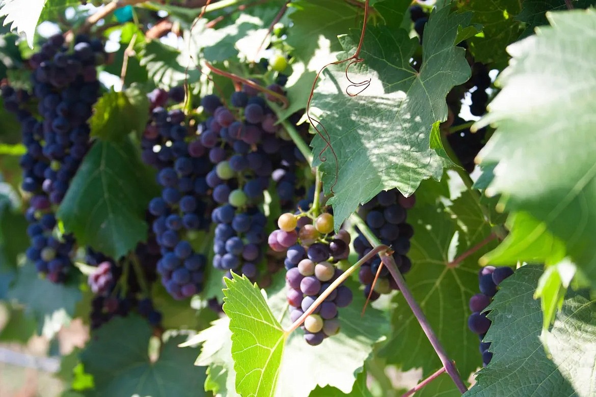 Marquette grapes on the vine at Willow Mountain Winery in Corvallis, Montana. (Photo courtesy of Lena Beck)