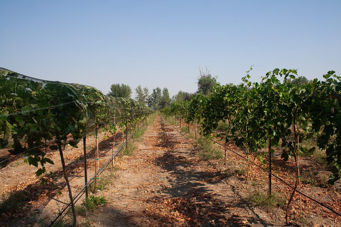 Rows of grapevines at Willow Mountain Winery in Corvallis, Montana. (Photo courtesy of Lena Beck)