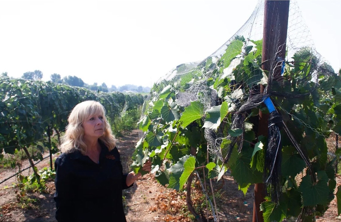Roxann McGuire walks through the rows at Willow Mountain Winery to taste grapes for the combination of sweetness and acid that tells her they are ready for harvest. (Photo courtesy of Lena Beck)