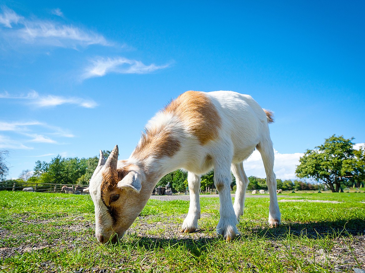 Overindulgence in certain feeds can cause gastric issues for four-stomached livestock like goats and cattle, but monitoring these critters' diets can help keep the issues in check.