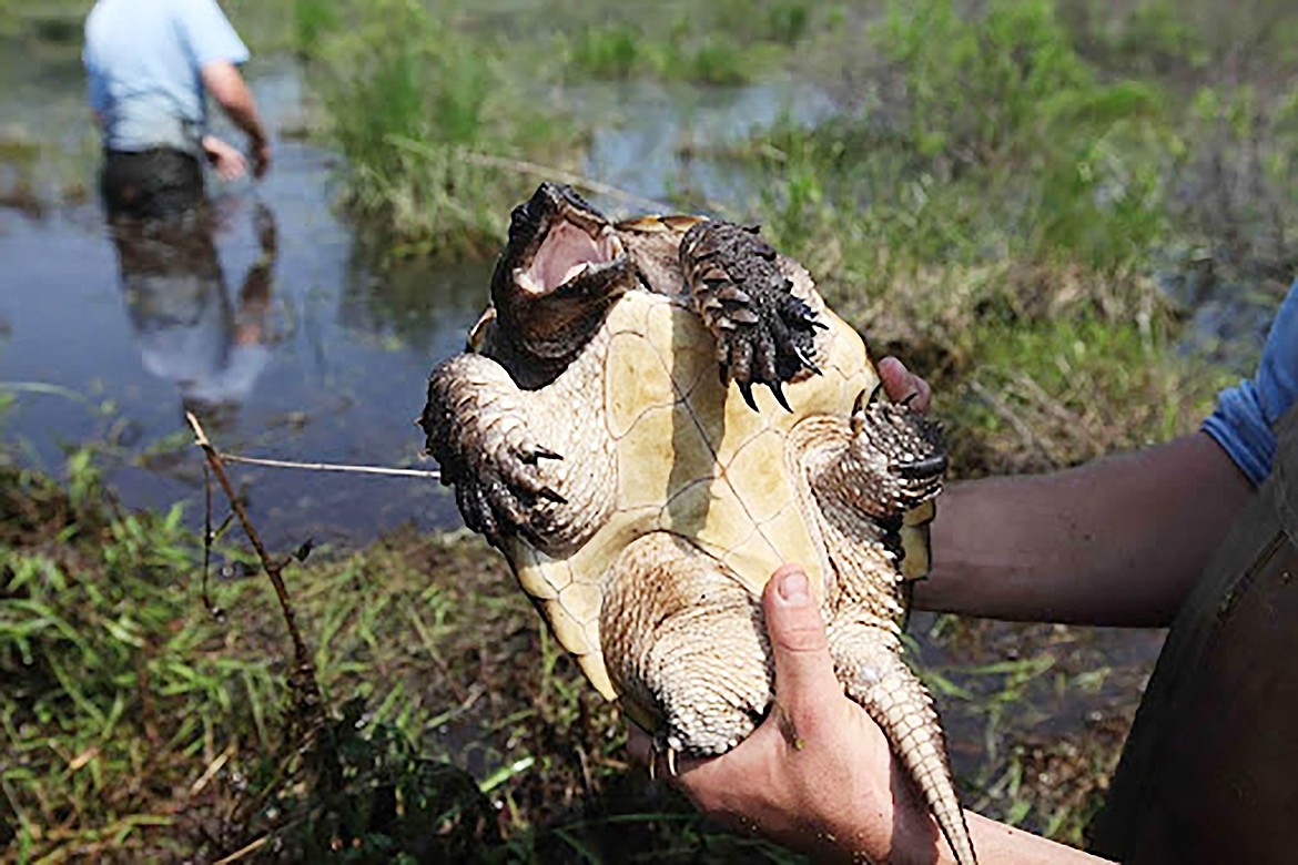 Idfg Snapping Turtles Pose Problem In Area Bonner County Daily Bee 