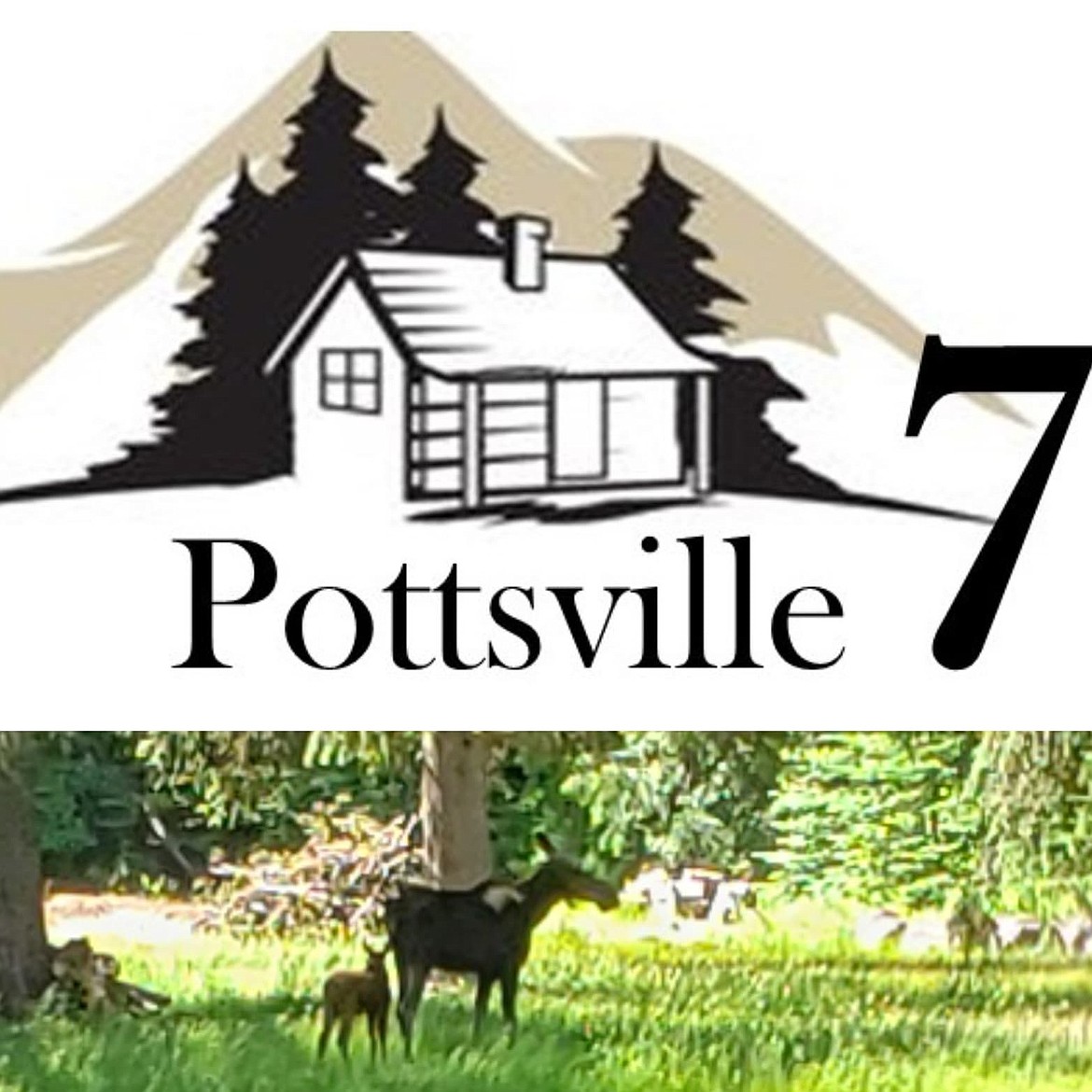 TOP: The new Pottsville Seven logo. BOTTOM: A cow moose and her calf strolling through the park.