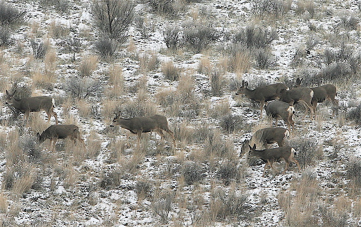 A “composition” survey counts a minimum number of animals, say 500 to 1,000 deer or elk in a geographic area, and carefully track how many are male or female, and adult or young.