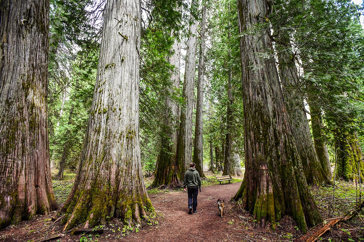 Ross Creek Cedars is one of the many beneficiaries of funding from the Great American Outdoors Act. (Casey Kreider/Daily Inter Lake)