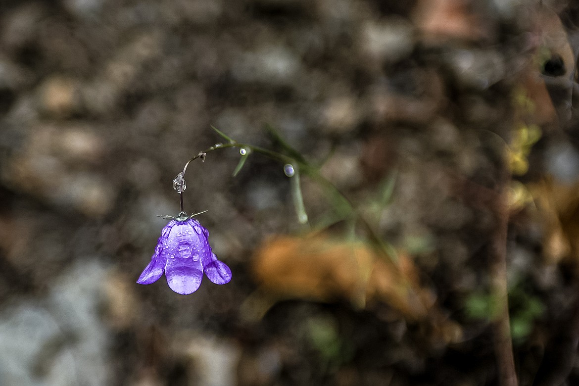 A bell flower on Harrison’s lake shore. (JP Edge photo)