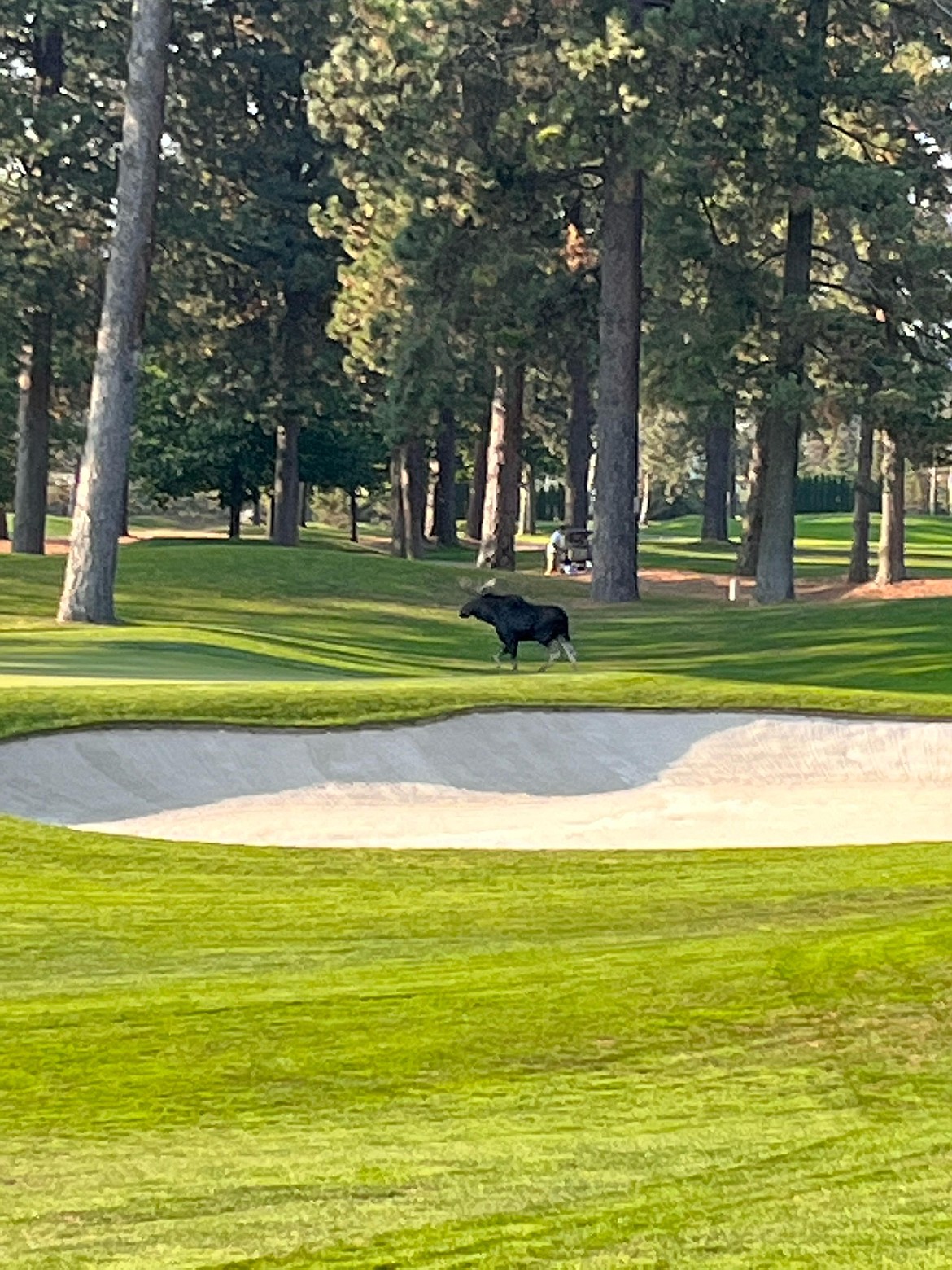 "Bull Moose on CDA resort golf course on October 10, crossing between the 18th and 9th tee boxes."