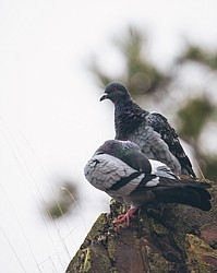 Pigeons, Coeur d'Alene.