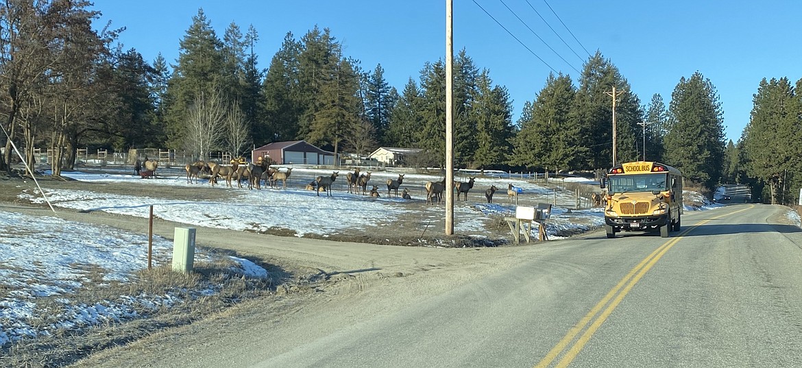 "The reason North Idaho Elk are difficult to hunt, they're educated.
This was taken along Upper Riverview Road between CDA & Post-Falls."