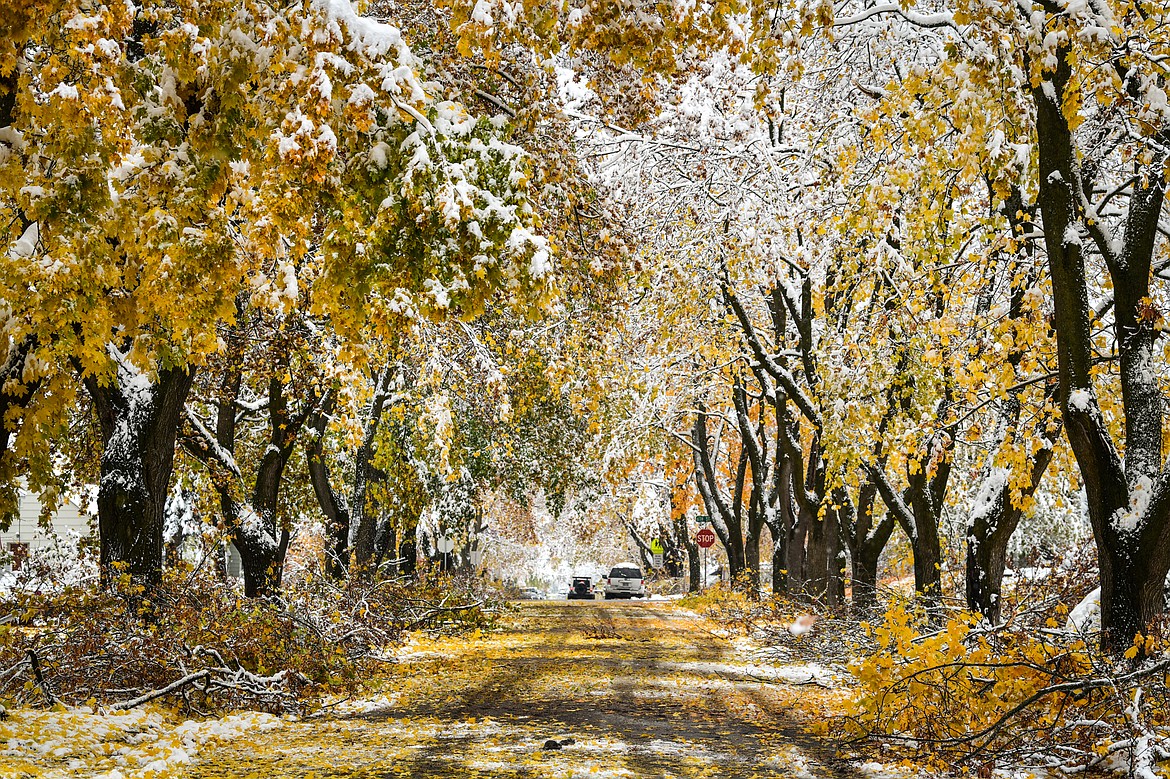 Downed tree limbs and debris line a section of Fifth Avenue East in Kalispell on Thursday, Nov. 3. (Casey Kreider/Daily Inter Lake)