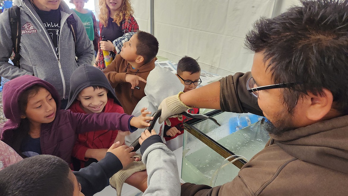 Zane Katchen brought live Pacific Lamprey for kids to see, touch, learn about and squeal over. The eel-like fish is a traditional food of the Columbia Plateau people.