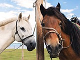 Focusing on equine dental care