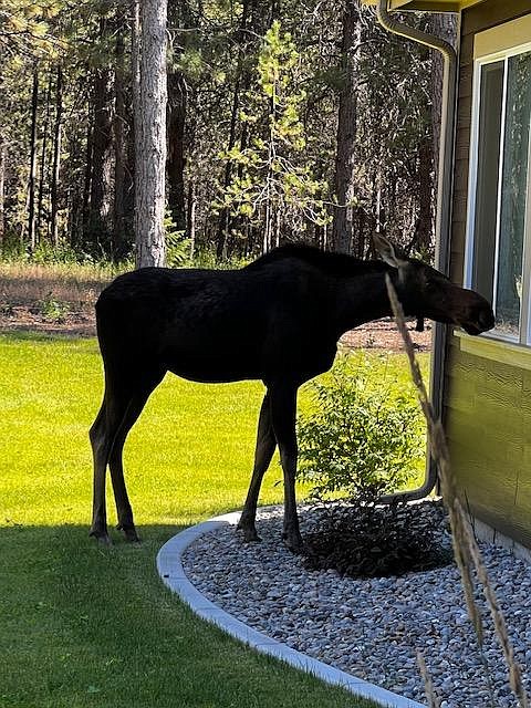 "Taken August 13 in my backyard in Rathdrum, this moose walked over from my one neighbor’s house, passed the garden (with no gates), then headed straight for our bedroom window before taking a leisurely stroll over to our other neighbor’s house to have a cool drink in their fountain. We believe this is the same moose that has peeked into other windows in the neighborhood."