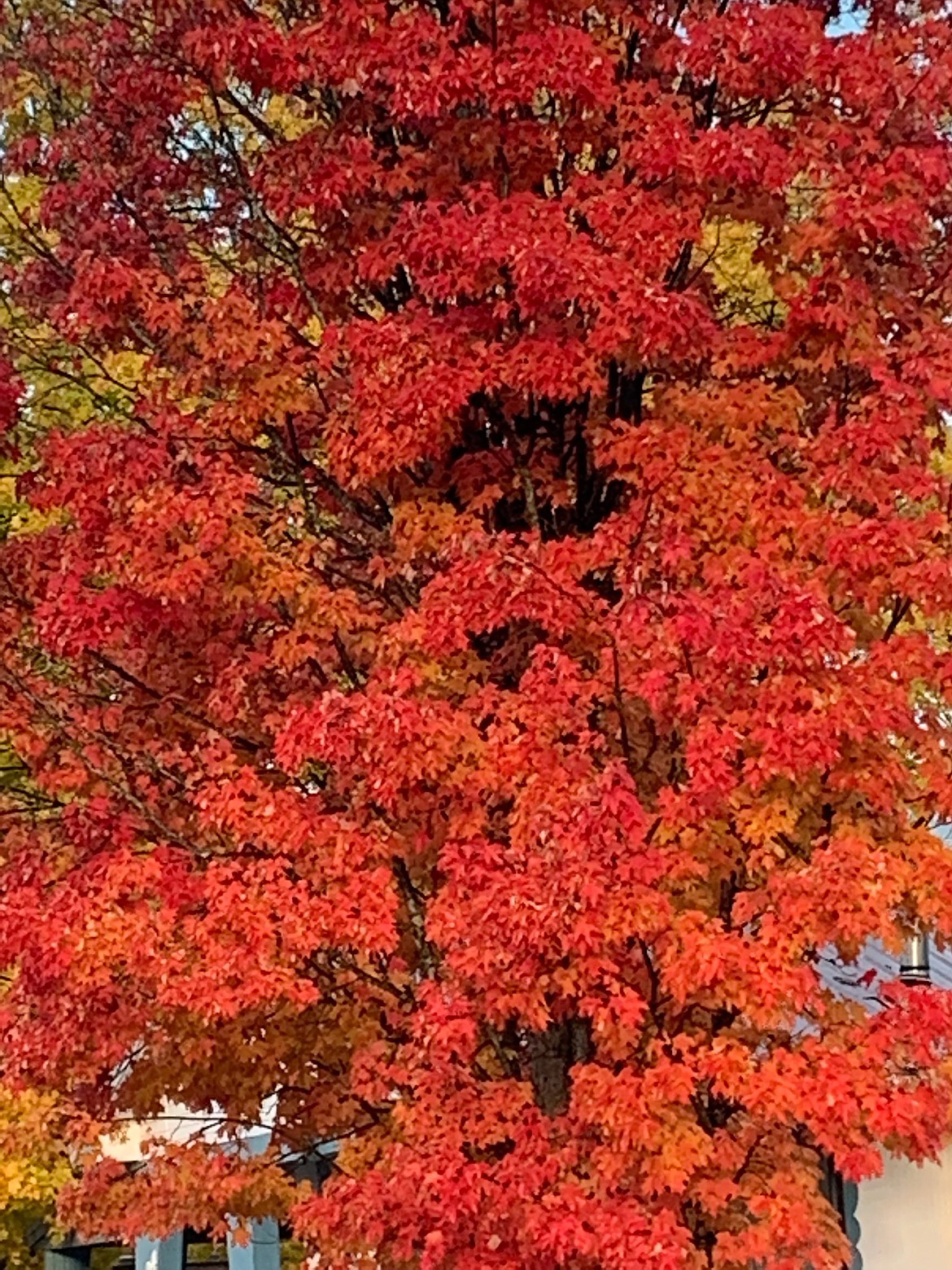 Donna Davis took this Best Shot of the beauty of autumn in Sandpoint in mid-October. If you have a photo that you took that you would like to see run as a Best Shot or I Took The Bee send it in to the Bonner County Daily Bee, P.O. Box 159, Sandpoint, Idaho, 83864; or drop them off at 310 Church St., Sandpoint. You may also email your pictures in to the Bonner County Daily Bee along with your name, caption information, hometown and phone number to news@bonnercountydailybee.com.