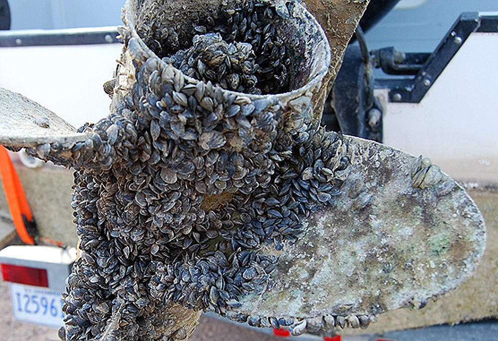 Invasive mussels cover a boat propeller in this file photo from Montana Fish, Wildlife and Parks.