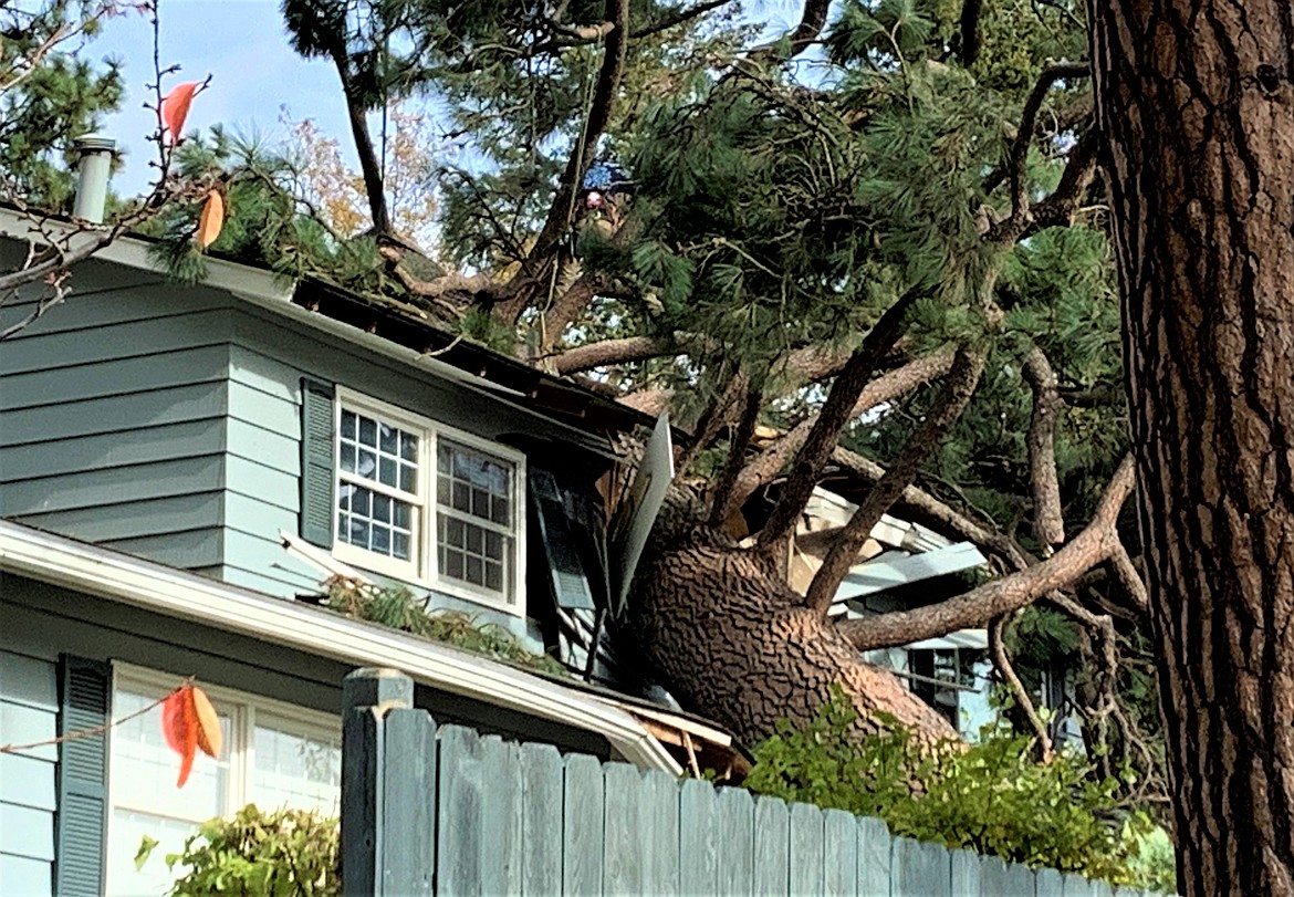 A ponderosa pine crashed into the Saylor home after it was toppled by strong winds early Saturday.