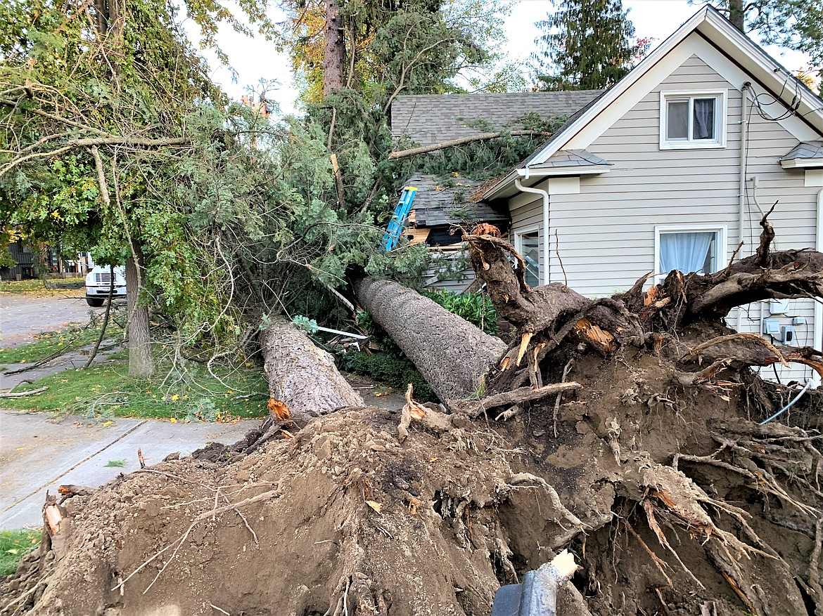 Two fallen trees just missed the home of Mike and Amy Maykuth on 11th Street on Saturday.