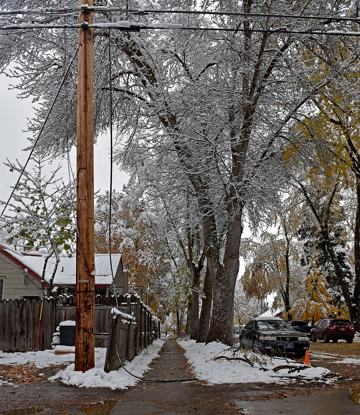 There were countless downed trees, branches and powerlines in Whitefish Thursday morning after a wet, heavy snowstorm hit the Flathead Valley on Wednesday. Many trees were yet to lose their leaves, making for the perfect storm of when fall meets winter. (Whitney England/Whitefish Pilot)